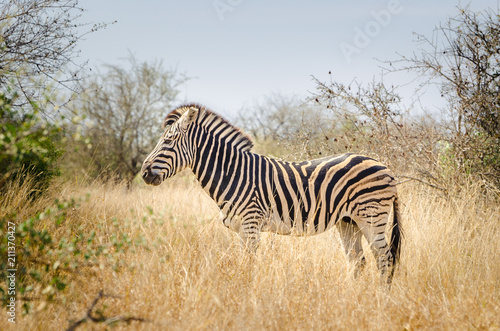 Zebra stand in the grass  Kruger National Park  South Africa