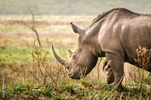 Rhinoceros Kruger National Park  South Africa