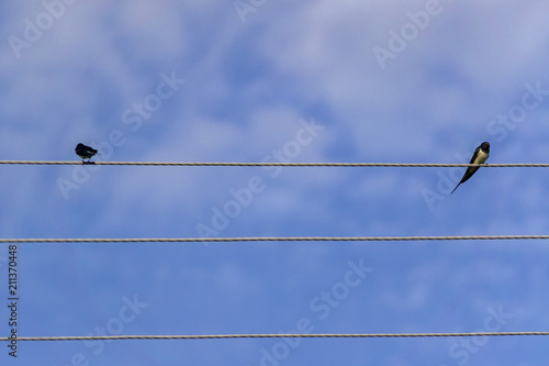 couple of swallows sitting on wires against blue sky. © IKvyatkovskaya