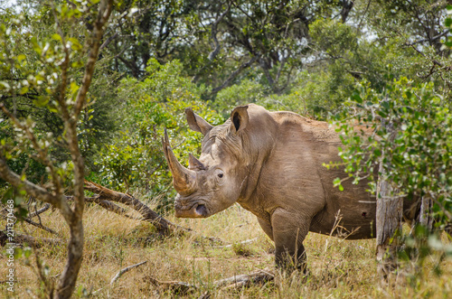 Rhinoceros Kruger National Park  South Africa