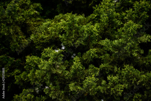 Texture de feuilles d'épicéa
