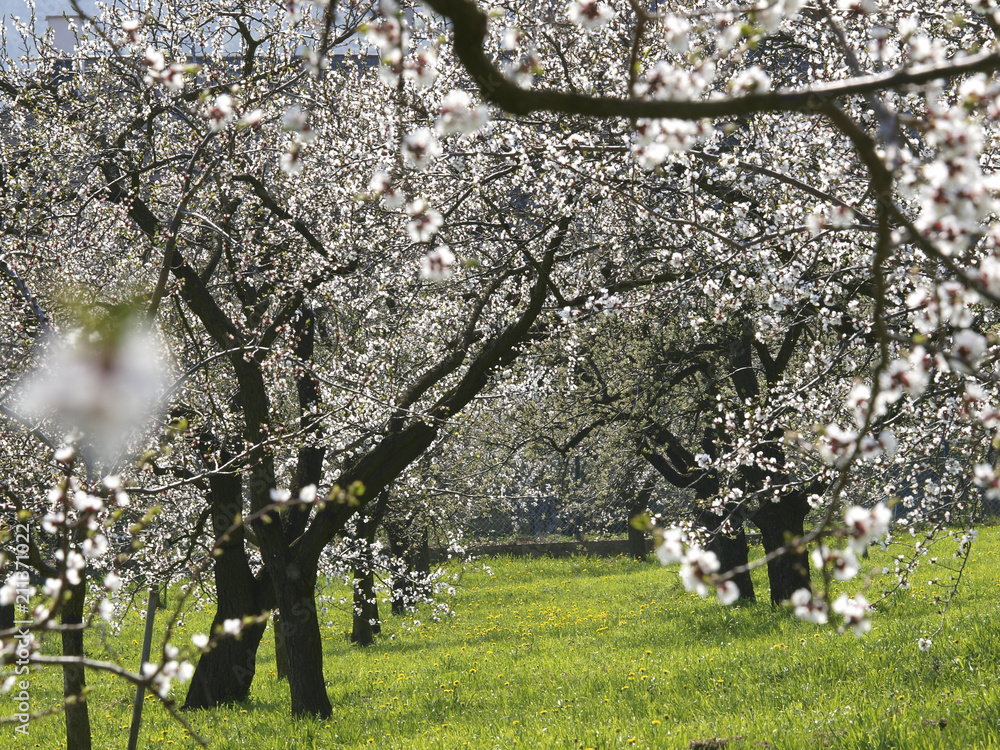 Apricot blossom in Wachau, Austria, Lower Austria, Wachau, Spitz Apricot blossom in Wachau, Austria, Lower Austria, Wachau, Spitz