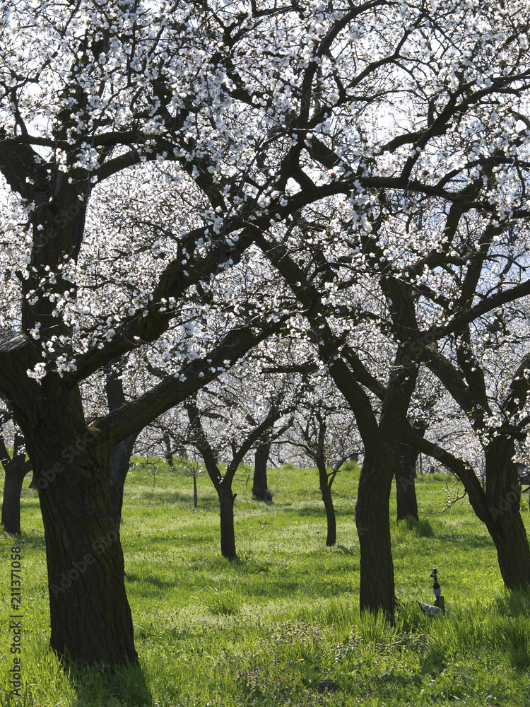 Apricot blossom in Wachau, Austria, Lower Austria, Wachau, Spitz Apricot blossom in Wachau, Austria, Lower Austria, Wachau, Spitz