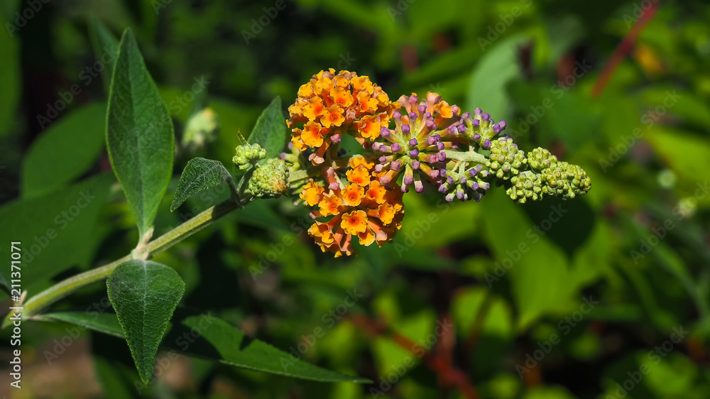Blumen im Garten beleben unsere Sinne Blumen im Garten beleben unsere Sinne