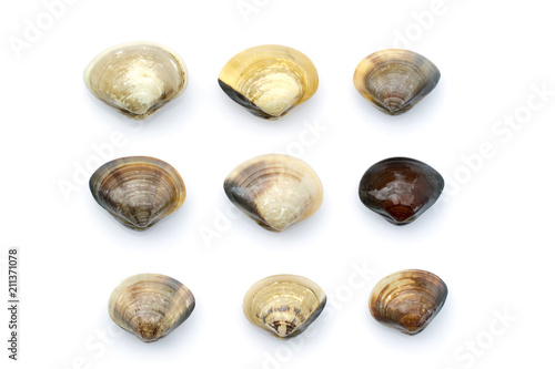 Image of Fresh enamel venus shell (Meretrix lyrata) isolated on white background,. Meretrix shell is a genus of edible saltwater clams,. Food.