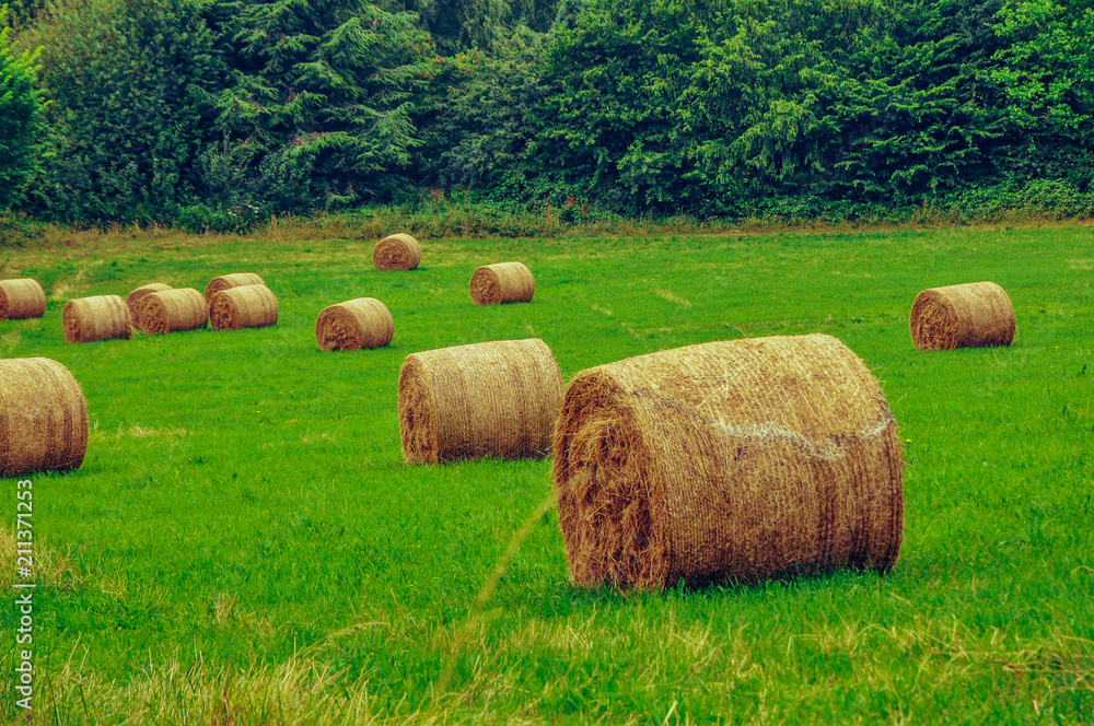 Hay bales in grass