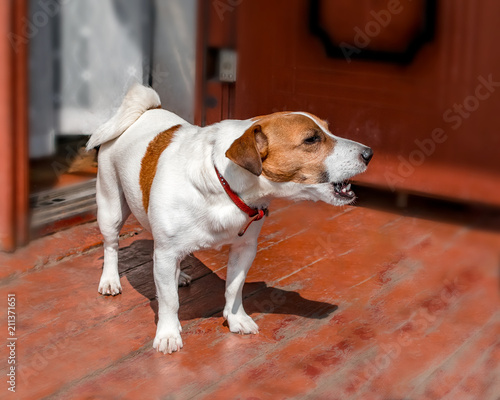 Slika na platnu Half-face portrait of cute small dog jack russel terrier standing and barking outside on wooden porch of old country house next to open door at summer sunny day