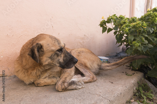 A poor and weak street dog in Cunda, Ayvalik, Turkey