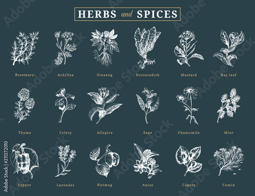 Drawn herbs and spices vector set. Botanical illustrations of organic, eco plants. Used for farm sticker,shop label etc.