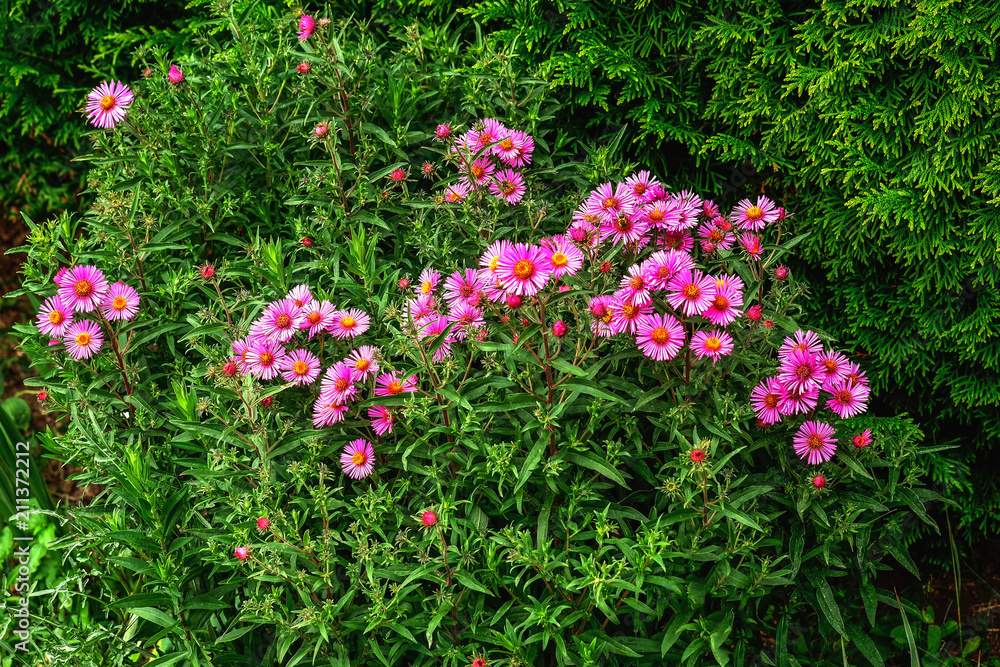 Blumen im Garten beleben unsere Sinne