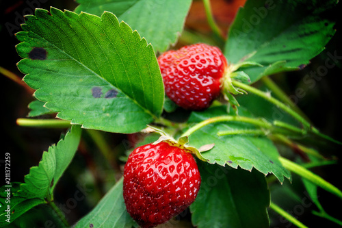 Fresh organic strawberries are ready to be picked on a hot summer day.