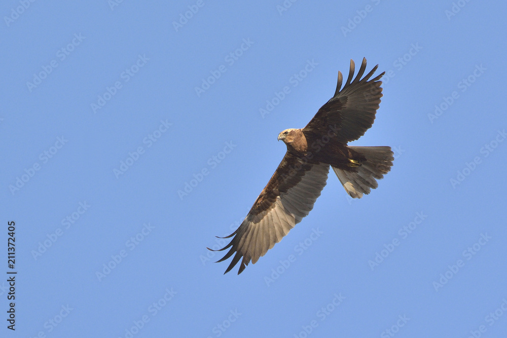 Marsh Harrier (Circus aeroginosus), Crete Marsh Harrier (Circus aeroginosus), Crete