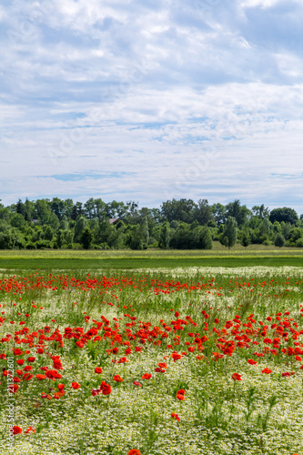 Fototapeta Naklejka Na Ścianę i Meble -  ein schönes Feld mit vielen Mohnblumen und Gänseblümchen