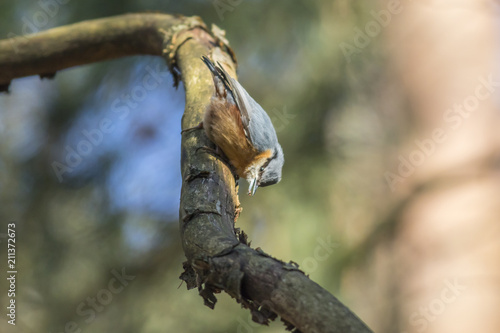 Kleiber (Sitta europaea) © Rosemarie Kappler