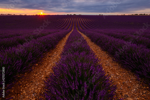 Champ de lavande; coucher de soleil. Plateau de Valensole, Alpes de Haute Provence, France. 