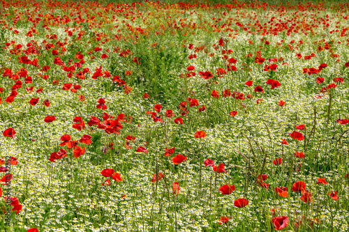 Fototapeta Naklejka Na Ścianę i Meble -  ein schönes Feld mit vielen Mohnblumen und Gänseblümchen