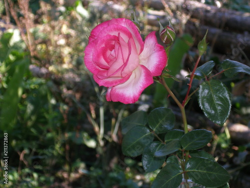 Wallpaper Mural Rose in the Garden Torontodigital.ca