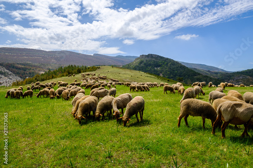 Troupeau de moutons sur pâture, Alpes de Haute Provence, Gorges du Verdon, France. 