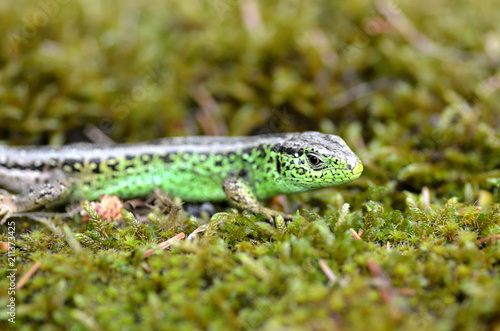 lacerta agilis agilis    sand lizard