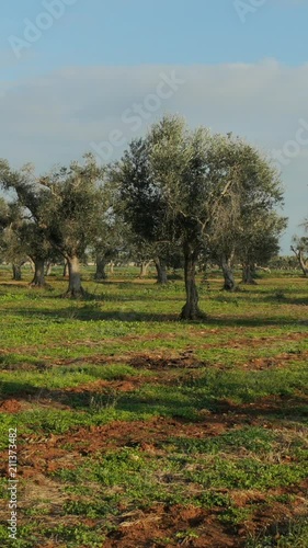 Field of olive trees planted in Salento, in the south of Italy
