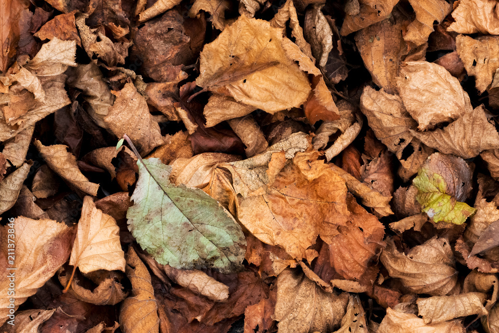 Fallen autumn withered leaves on the ground. Fallen autumn withered leaves on the ground.