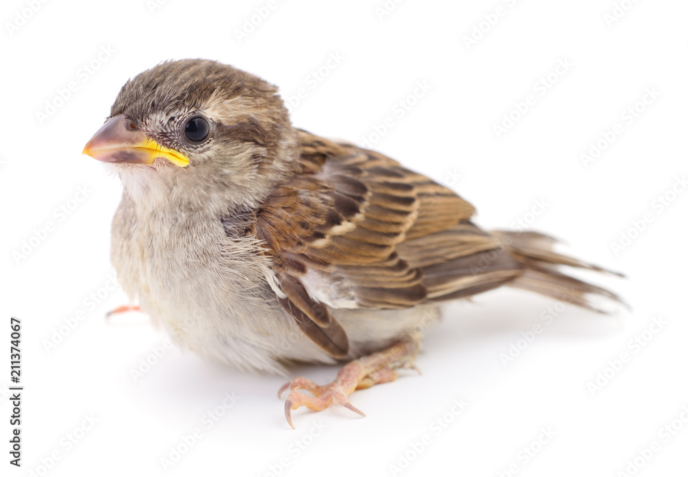 sparrow sparrow