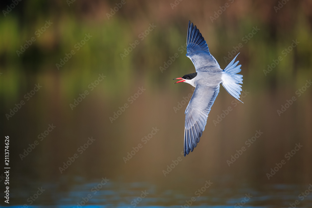 Common tern passing by, wings extended Common tern passing by, wings extended