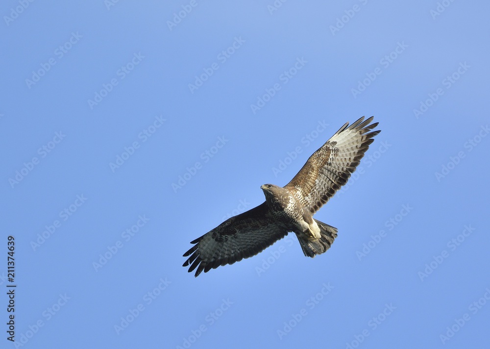 Fototapeta premium Eurasian Buzzard (Buteo buteo), Greece