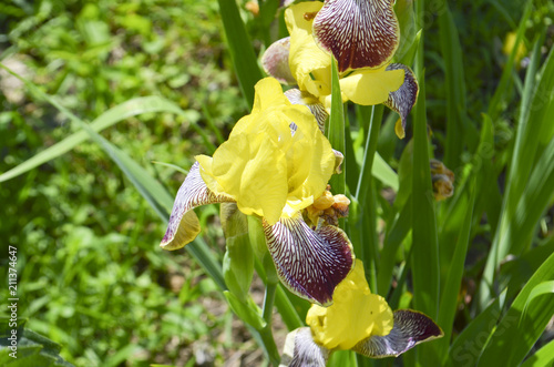 Fototapeta Naklejka Na Ścianę i Meble -  Flowers of yellow irises