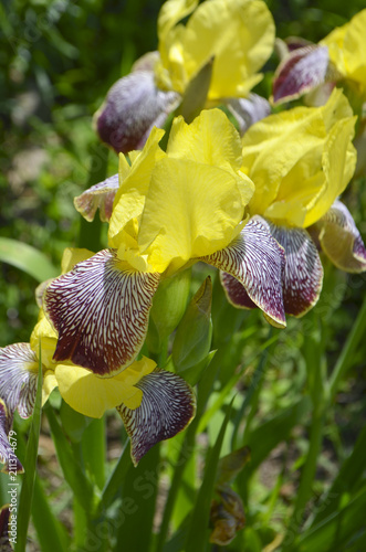 Fototapeta Naklejka Na Ścianę i Meble -  Flowers of yellow irises