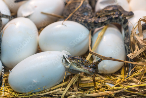 New born Crocodile baby incubation hatching eggs or science name Crocodylus Porosus lying on the  straw photo