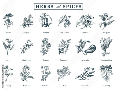 Drawn herbs and spices vector set. Botanical illustrations of organic, eco plants. Used for farm sticker,shop label etc.