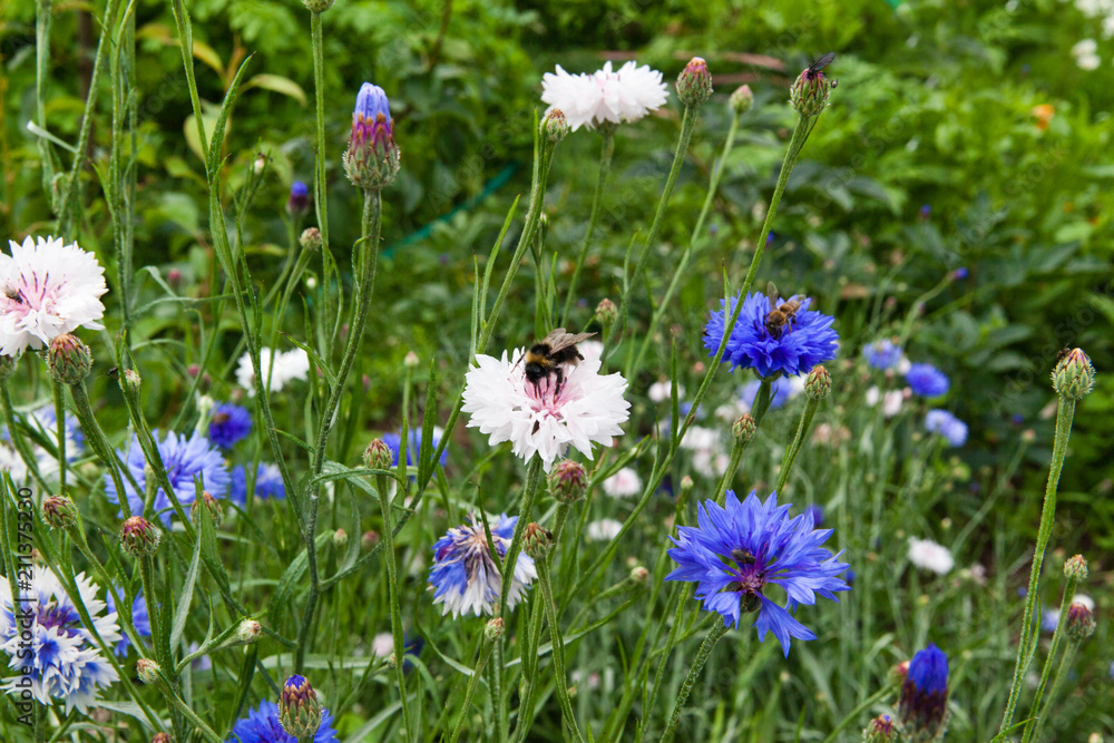A bumblebee on a flower cornflower in a field among green grass A bumblebee on a flower cornflower in a field among green grass