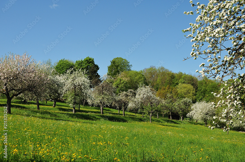Fototapeta premium orchard with flowering apple trees in spring