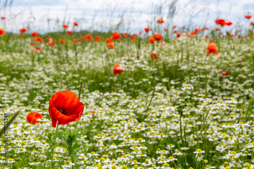 Fototapeta Naklejka Na Ścianę i Meble -  ein schönes Feld mit vielen Mohnblumen und Gänseblümchen