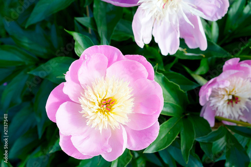 Pink Peony Bowl of Beauty  Paeonia lactiflora