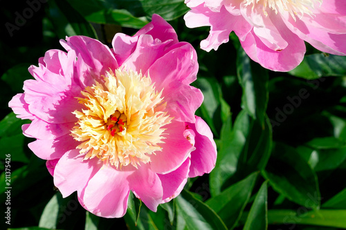 Wallpaper Mural Pink Peony Bowl of Beauty, Paeonia lactiflora Torontodigital.ca