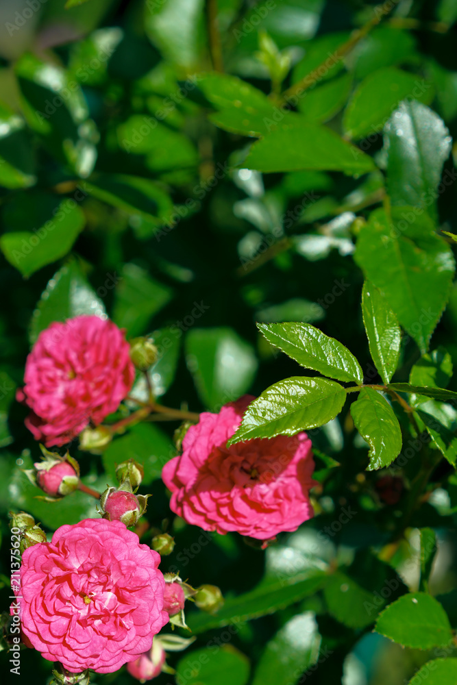red climbing rose in summer garden near summerhouse red climbing rose in summer garden near summerhouse