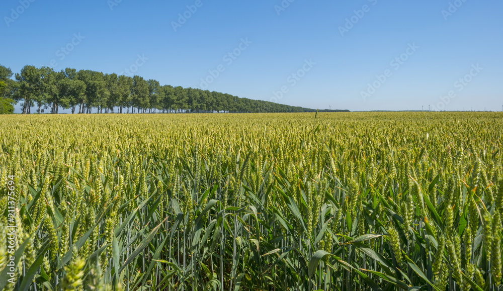 Wheat in a field in sunlight below a blue sky in summer Wheat in a field in sunlight below a blue sky in summer