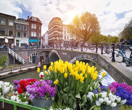 Amsterdam city skyline at canal waterfront with spring tulip flower, Amsterdam, Netherlands photo
