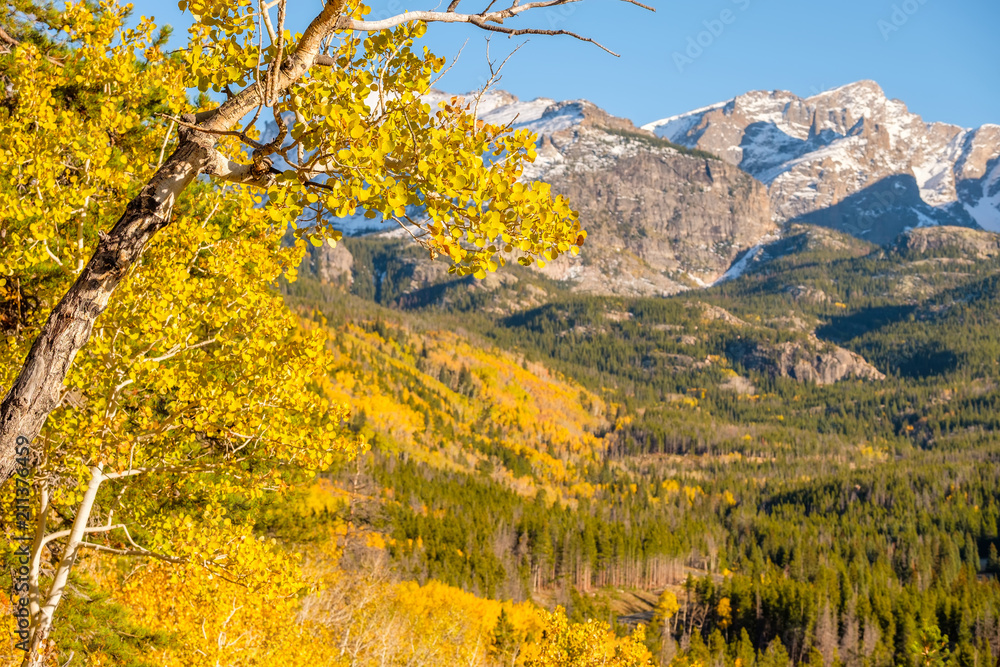 Naklejka premium Aspen grove at autumn in Rocky Mountains