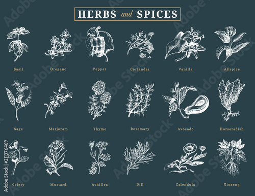 Drawn herbs and spices vector set. Botanical illustrations of organic, eco plants. Used for farm sticker,shop label etc.