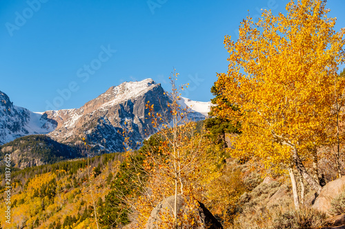 Aspen grove at autumn in Rocky Mountains