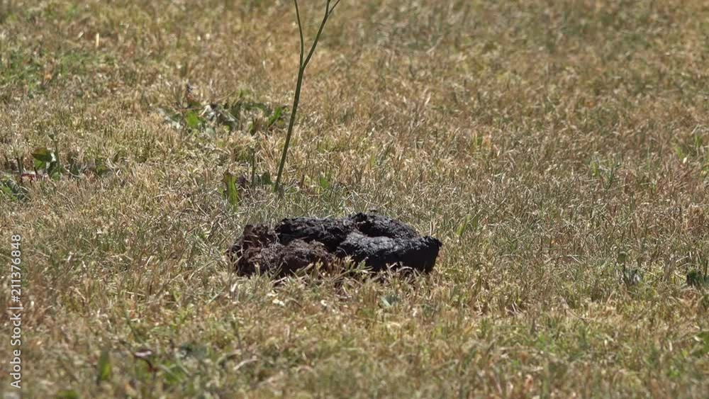 Slow motion recording of flies gathering on dog poo Slow motion recording of flies gathering on dog poo