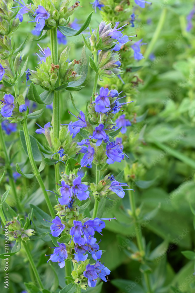 Fototapeta premium Blooming blue hyssop in the garden, Summer
