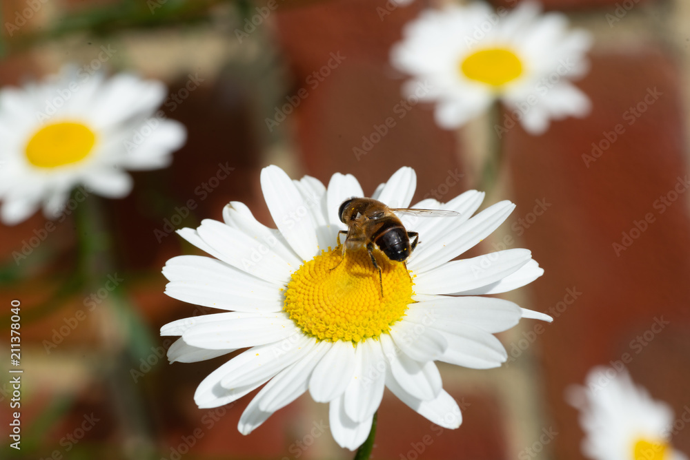 Fototapeta premium flowers