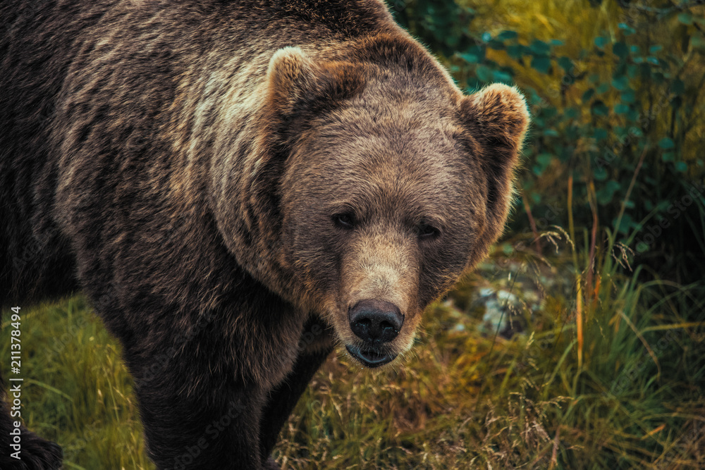 Portrait of a brown bear Portrait of a brown bear