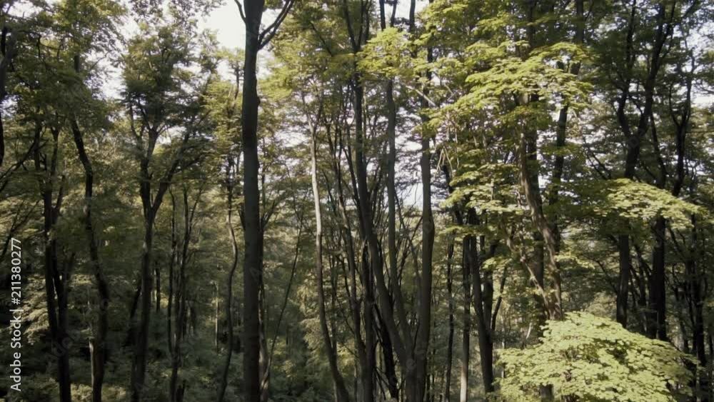 Amazing Forest Shot in 4K looking up camera with beautiful colors Amazing Forest Shot in 4K looking up camera with beautiful colors