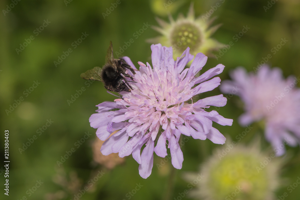 Steinhummel sitzt auf eiber Scabiosenblüte