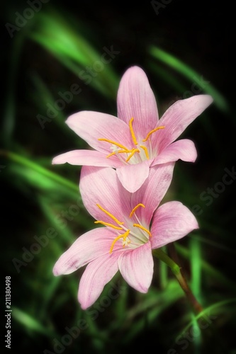   zephyranthes - rain flower